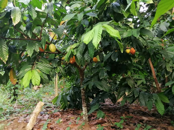 FINCA DE CACAO, COCO Y FRUTOS MENORES DE 500 TAREAS DE VENTA EN EL FACTOR DE NAGUA