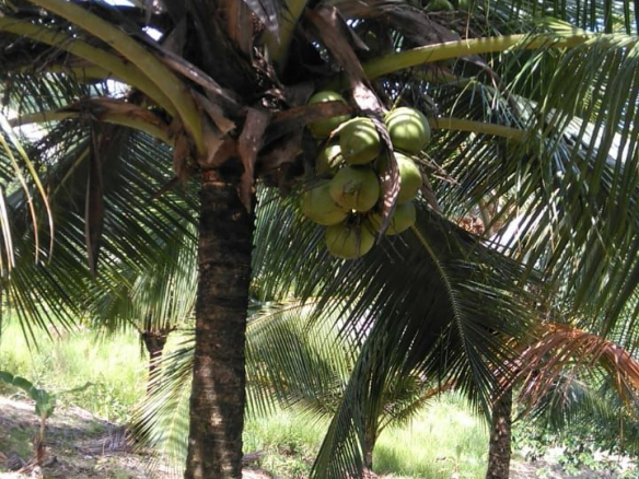 ⚜️FINCA DE 🥥 🌴, CACAO, PLÁTANO Y FRUTOS MENORES 🥭🥑 DE VENTA EN EL PAPAYO DE EL FACTOR ⚜️