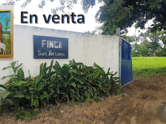 FINCA GANADERA EN VENTA en San Andres, Monte Plata, Con todas las Maquirias y Enceres que la conforman, desde Vacas, Sembrado de Piñas y Más…