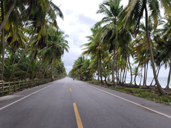 FINCA DE COCO DE 200 TAREAS, EN EL JUNCAL, CARRETERA NAGUA-CABRERA.