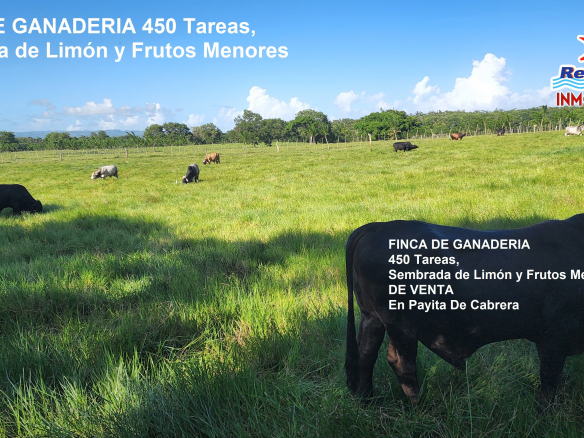 FINCA DE GANADERIA de 450 Tareas, Sembrada de Limón y FRUTOS MENORES DE VENTA EN PAYITA DE CABRERA