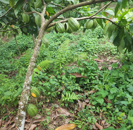 FINCA DE CACAO DE 100 TAREAS DE VENTA EN RINCON DE MOLINILLO, de Nagua, M.T.S.